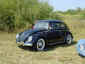 beetle1.jpg (122519 bytes)
