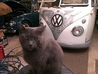 VW Cats