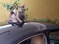 VW Cats