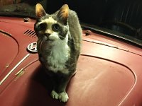 VW Cats