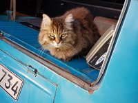 VW Cats