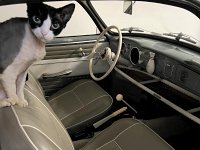 VW Cats