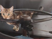 VW Cats