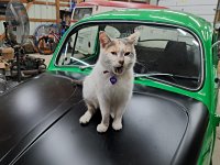 VW Cats