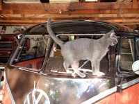 VW Cats