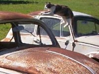 VW Cats