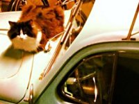 VW Cats