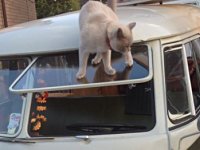 VW Cats