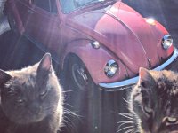 VW Cats