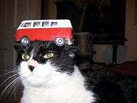 VW Cats