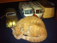 VW Cats