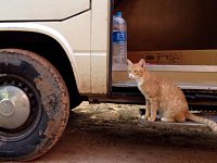 VW Cats