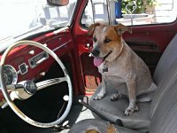 VW Dogs