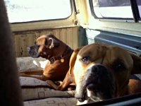 VW Dogs