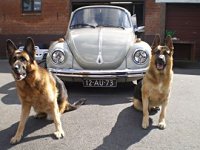 VW Dogs