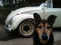 VW Dogs