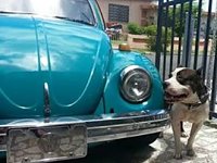 VW Dogs