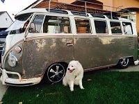 VW Dogs