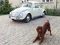 VW Dogs