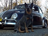 VW Dogs