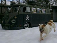 VW Dogs