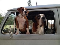 VW Dogs